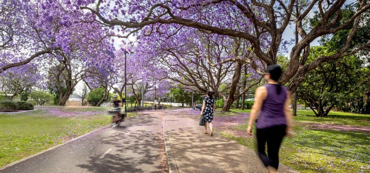 jacarandas.jpg